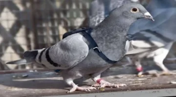 سعر قياسي.. بيع حمامة زاجلة بمبلغ 1.6 مليون يورو في مزاد عالمي بمصر